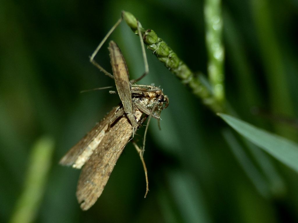 Nabis sp.?  No,ninfa di Reduviidae: Sastrapada baerensprungi